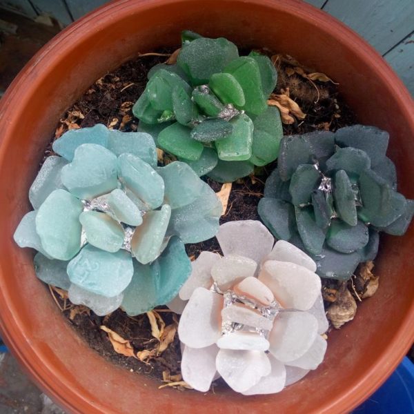 sea glass succulent echeveria